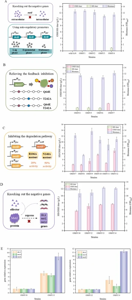 Modification strategies for construction of OSH producing chassis strain and their effects on OSH synthesis. (A) Knocking out metI and dynamically regulating thrB to promote the accumulation of L-homoserine. (B) Introducing site mutations into metA to enhance OSH synthesis. (C) Introducing site muta