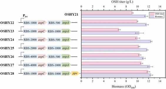 RBS策略对关键节点PEP-OAA-ASP的平衡调控及其对OSH合成的影响。