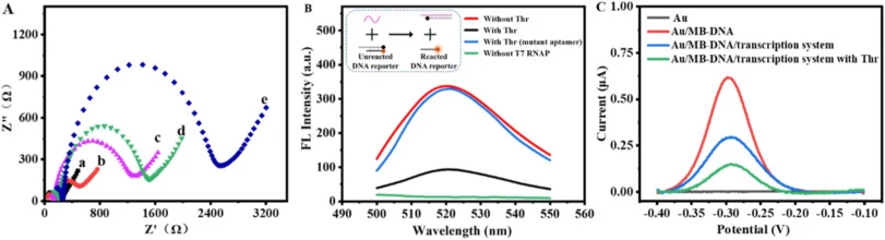Feasibility verification of the thrombin-mediated transcription inhibition detection system (A) Electrochemical impedance spectroscopy (EIS) of (a) bare Au electrode, (b) MB-DNA modified Au electrode (Au/MB-DNA), (c) MCH-blocked MB-DNA modified Au electrode (Au/MB-DNA/MCH), (d) Au/MB-DNA/MCH modifie