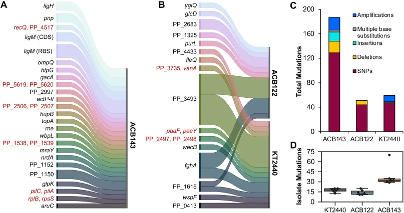 Overview of converged mutations. Sankey diagrams of mutations observed in the endpoint populations for (A) ACB143 TALE lineages and (B) KT2440 and ACB122 ALE lineages. The thickness of the lines corresponds to the number of lineages in which a particular mutation was observed (min = 1; max = 6) by b