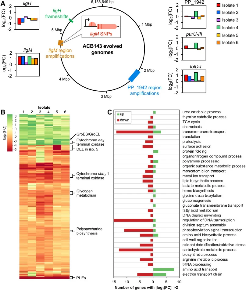 Analysis of evolved strains of ACB143. (A) Genomic map of ACB143, highlighting mutations to the engineered pathway for vanillate catabolism, including ligM, ligH, and PP_1942E226K. Bar graphs show the relative transcript abundance (FC: fold change) of relevant genes in each evolved isolate. (B) Heat