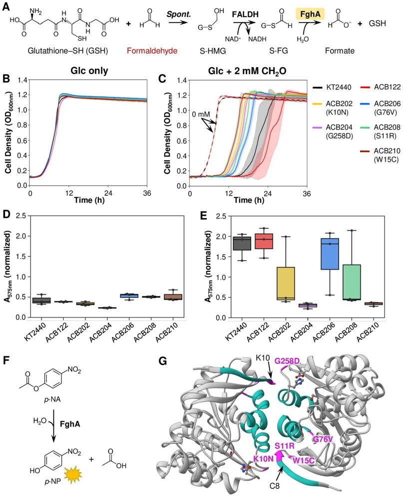 Analysis of FghA variants obtained from evolution of KT2440 and ACB122. (A) Glutathione (GSH)-dependent formaldehyde detoxification pathway in P. putida. GSH and formaldehyde spontaneously react to form S-hydroxymethylglutathione (S-HMG), which is oxidized by formaldehyde dehydrogenase (FALDH) to S-