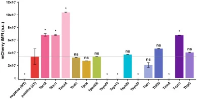 mCherry expression across tested terminators measured by flow cytometry. Y-axis represents iMFI ± SD (linear scale, n = 3) calculated from Y615–H fluorescence after FSC-A/FSC-H singlet gating and application of a fluorescence threshold defined using WT and ΔT controls. Statistical comparisons to ΔT