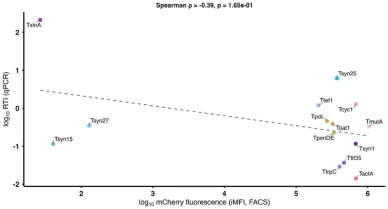 Correlation between termination efficiency and mCherry expression. Scatter plot showing the relationship between RTI and mCherry fluorescence. Each point represents the mean value from biological replicates, and the dashed line indicates the best-fit linear regression. Spearman's correlation coeffic