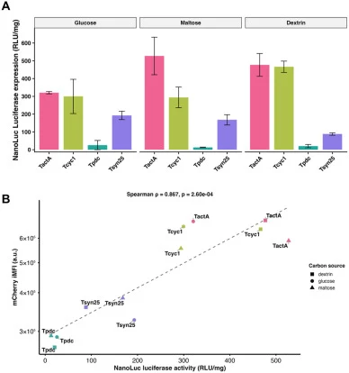 Terminator performance across reporter systems and carbon sources. (A) Secreted NanoLuc luciferase activity in culture supernatants of A. oryzae strains carrying different terminators (TactA, Tcyc1, Tsyn25, Tpdc) under three carbon sources (glucose, maltose, dextrin). Values are reported as relative