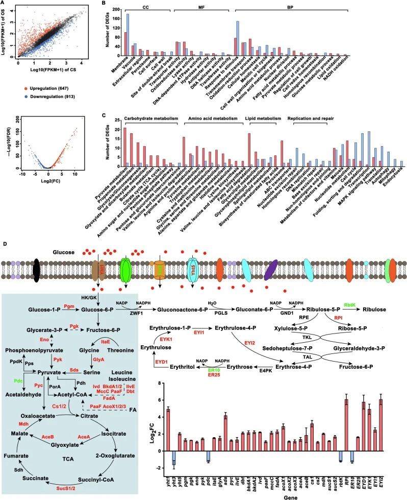 Functional enrichment analysis of the differentially expressed genes (DEGs) identified between CS and OS. (A) The upregulated and downregulated genes identified in OS compared with CS. (B) GO enrichment analysis of the DEGs. (C) KEGG enrichment analysis of the DEGs. (D) Outline of the DEGs related t