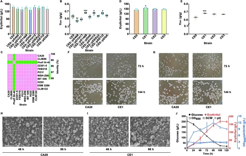 Erythritol production and cell images of Y. lipolytica CA20 and the mutant strains. Erythritol titer (A) and yield (B) of the Yarrowia lipolytica CA20ΔA002891 (Yarrowia lipolytica CE0) with an individual overexpression of A000466, yht1, A001489, HK, yht5, ER25, EYI2, and GK. The erythritol fermentat