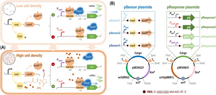 Design and implementation of synthetic Esa QS circuits in Gram-negative bacteria. (A) The Esa quorum sensing (QS) system of P. stewartii consists of three main components: (i) EsaI, which produces N-(3-oxohexanoyl)-L-homoserine lactone (AHL), (ii) EsaR, a transcriptional regulator that recognizes th