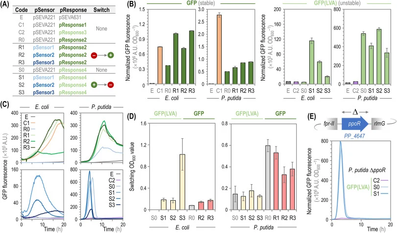 Characterization of the synthetic Esa QS system in E. coli and P. putida. (A) Description of bacterial strains constructed to characterize the synthetic Esa QS circuits. In all cases, E. coli DH5α and P. putida KT2440 were used as the bacterial hosts. The expected switch for each type of system is i
