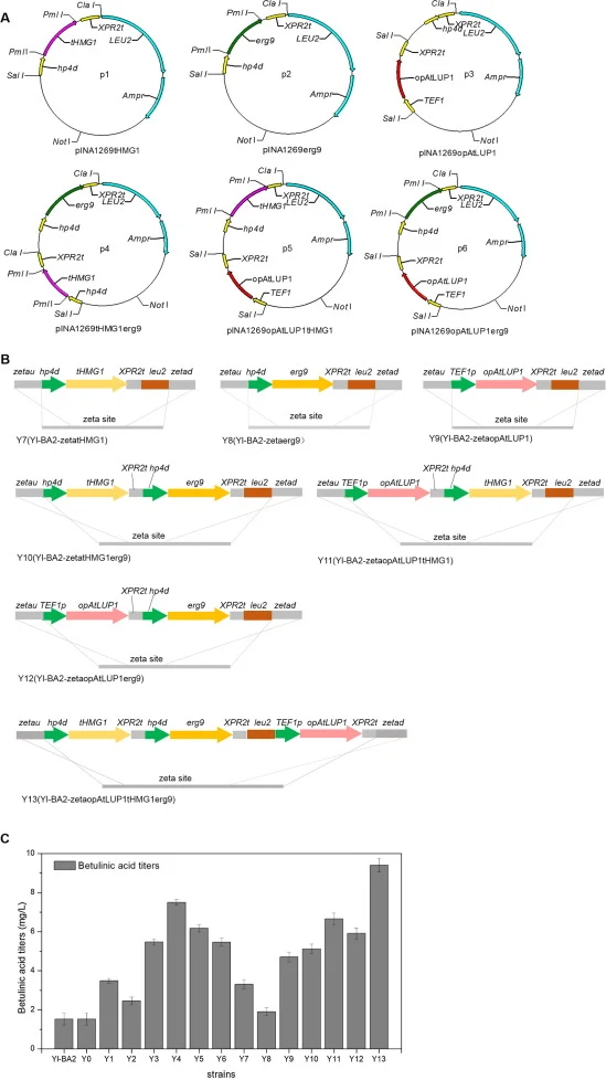 Genetic constructs and betulinic acid titers of strains Y1 to Y13. (A) Plasmids p1 to p6 to overexpress tHMG1, erg9, opAtLUP1, tHMG1erg9, tHMG1opAtLUP1 and erg9opAtLUP1 were constructed, linearized using restriction enzyme Not I, and transformed into Yl-BA2, producing strains Y1 to Y6. (B) Gene expr