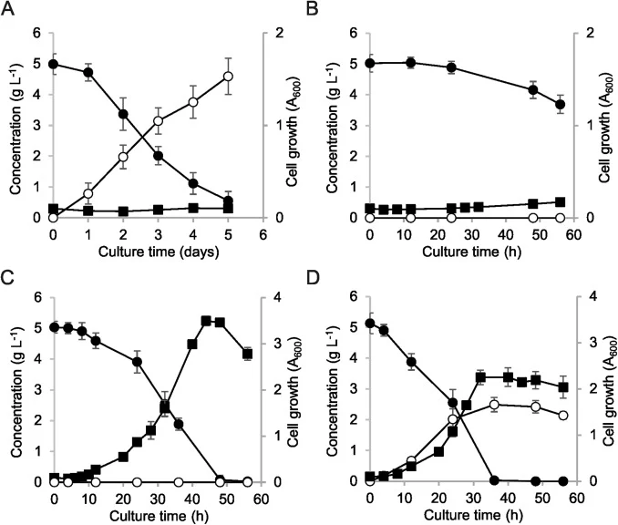 Growth of P. putida EM42 and its recombinants in minimal medium with 5 g L−1 D-xylose. Experiments were carried out in shaken flasks at 30 °C and 170 rpm. (A) P. putida EM42, (B) P. putida EM42 Δgcd pSEVA2213_xylAB, (C) P. putida EM42 Δgcd pSEVA2213_xylABE, (D) P. putida EM42 pSEVA2213_xylABE. D-xyl