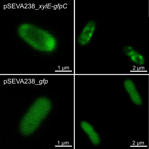 Localization of the XylE-GFP chimera in the cell membrane of P. putida EM42. The experiment was performed with P. putida EM42 pSEVA238_xylE-gfpC cells with xylE and gfp genes cloned to form a translational fusion, and with P. putida EM42 pSEVA238_gfp (negative control). Expression of the chimeric ge