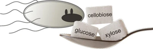 Refactoring the upper sugar metabolism of Pseudomonas putida