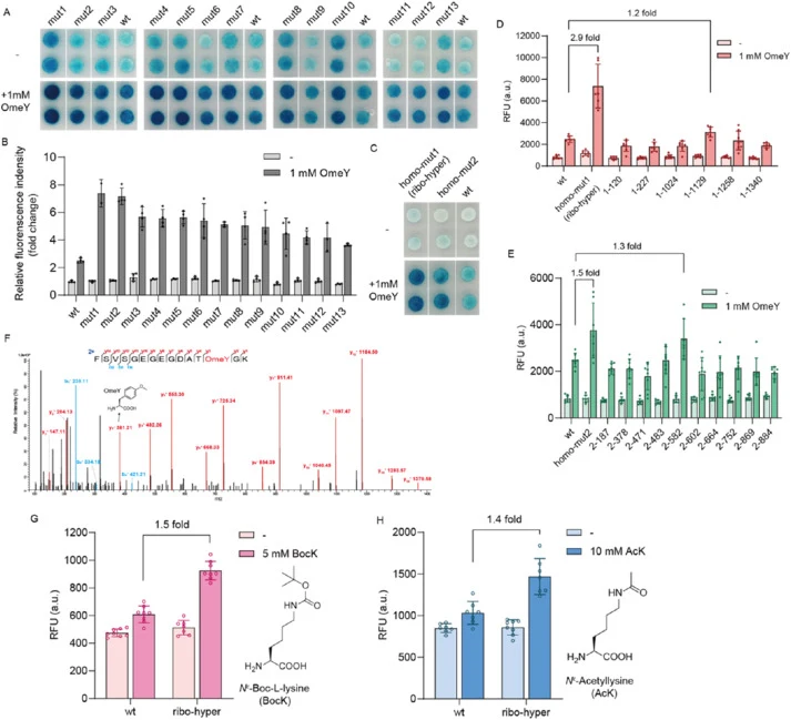 Identification and validation of 18S rDNA mutations that enhance ncAA incorporation. (A) Colorimetric validation of selected 18S rDNA mutants. Mutant strains and the wild-type rDNA strain were compared on the same agar plate. The wild-type rDNA plasmid was retained in the mutant strains. Representat