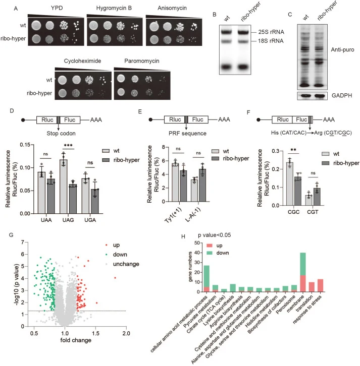 Measurement of translation fidelity and proteomic analysis in the ribo-hyper strain. (A) Serial dilution assays of strains grown for 72 h in the presence of translational inhibitors: 35 μg/ml Hygromycin B; 9 μg/ml Anisomycin; 0.05 μg/ml Cycloheximide and 0.2 mg/ml Paromomycin. (B) Analysis of mature