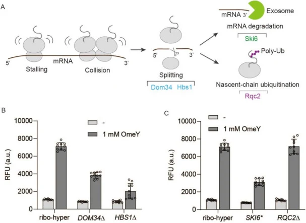 Effects of translation quality-control pathways on ncAA incorporation. (A) Schematic of ribosome-rescue processes activated upon ribosome stalling. (B, C) ncAA incorporation efficiency following perturbation of selected translation quality-control factors. GFP fluorescence was normalized to cell den