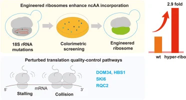 Ribosome engineering enhances genetic code expansion in Sacc