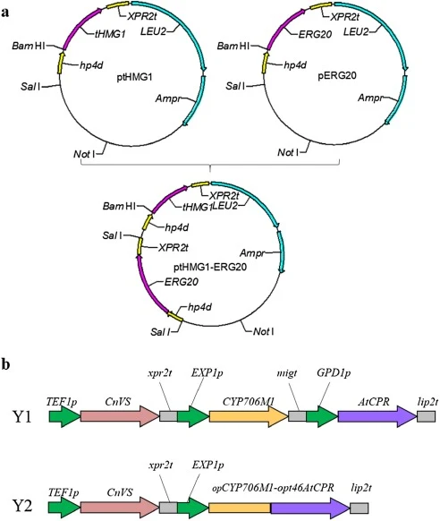 Plasmids and gene expression modules. (a) ERG20, tHMG1 DNA fragments were inserted to the BamHI site of plasmid pINA1269, constructing pERG20 and ptHMG1. Then the ERG20 expression cassette was amplified from pERG20 and inserted into SalI site of ptHMG1, resulting in plasmid ptHMG1-ERG20; (b) Express