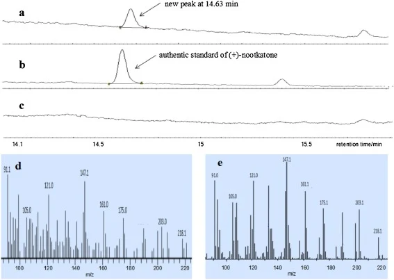 Identification of (+)-nootkatone by GC–MS analysis. (a) GC–MS analysis of the dodecane layer of strain Y1; (b) GC–MS analysis of (+)-nootkatone authentic standard; (c) GC–MS analysis of the dodecane layer of control strain Y. lipolytica ATCC 201249; (d) mass spectrum of the new peak at 14.63 min by