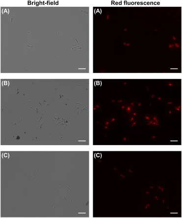 Bright-field and red fluorescence images showing intracellular PHA inclusions in E. coli JM109(DE3) harboring pRSET-QUE2m and pBBR1MCS2PRephaCARpct under different cultivation times and 3HB-Na supplementation conditions. (A) Cells cultured for 12 h with 2.5 g/L 3HB-Na. (B) Cells cultured for 24 h wi