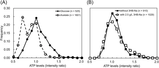 Histograms representing relative ATP levels in E. coli cells measured using QUEEN. (A) Comparison of relative ATP levels in cells grown on glucose (filled circles, solid line) versus acetate (open circles, dashed line) as the sole carbon source. (B) Comparison of relative ATP levels between P(3HB)-p