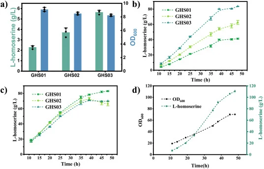 Enhancing metabolic flux by semi-rational design of 5′UTR sequence secondary structure of thrA∗ gene a) Shake-flask fermentation of strains GHS01, GHS02, and GHS03. b) L-homoserine concentration curves of strain GHS01, GHS02, and GHS03 during 5L-bioreactor fermentation. All groups had 5 biological r