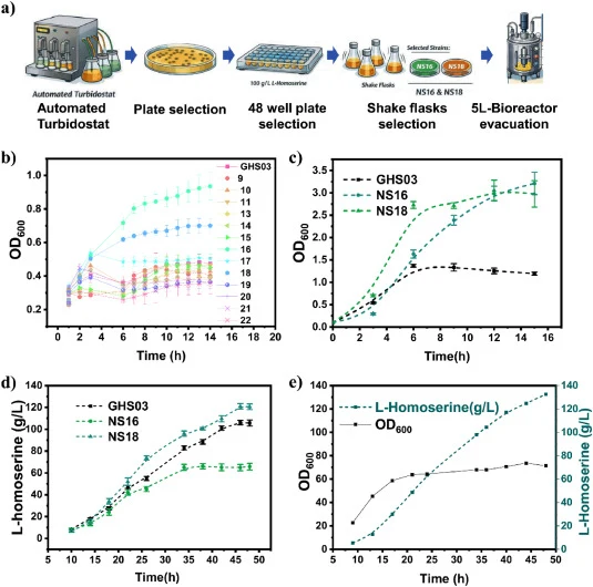 Tolerance evolution of GHS03. a) Tolerance evolution workflow. b) Growth curve of mutated strains in 48 well-plate with 100 g/L L-homoserine in LB medium. c) Growth curve of GHS03, NS16, NS18 in shake flasks with 100 g/L L-homoserine in LB medium. d) L-homoserine fermentation by strains GHS03, NS16