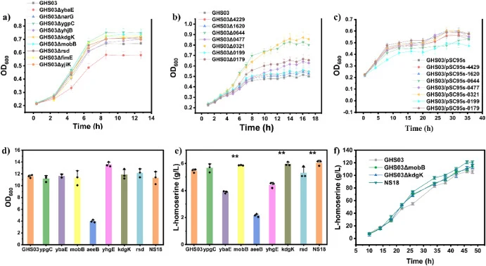 Exploring the mechanisms underlying high L-homoserine tolerance and production in NS18 by SNP analysis. a) Growth curves of single-gene knockout strains identified as silenced by SNP analysis in 48-well plates. b) Growth curves of single-gene knockout strains identified as global regulators or trans