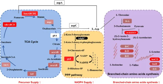 Comparative transcriptome analysis between strains GHS03 and NS18. gltA: gene encoding citrate synthase; acnAB: gene encoding aconitate hydratase; icd: gene encoding isocitrate dehydrogenase; sucA: gene encoding subunit of E1(0) component of 2-oxoglutarate dehydrogenase; sdhABCD: gene encoding succi