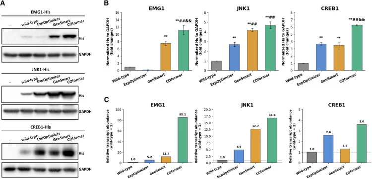 Experimental comparison of codon-optimized constructs in HEK293T cells (A) Western blot analysis of HEK293T cells transfected with wild-type or codon-optimized EMG1, JNK1, and CREB1 constructs generated by ExpOptimizer, GenSmart, or COformer. Protein expression was detected using an anti-His antibod