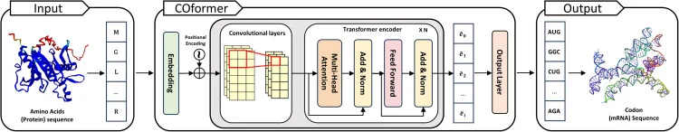 COformer architecture and inference pipeline During inference, COformer receives an amino acid sequence as input and predicts codon-token probabilities at each position. The input sequence is embedded and processed by a convolutional module, followed by transformer encoder layers and a position-wise