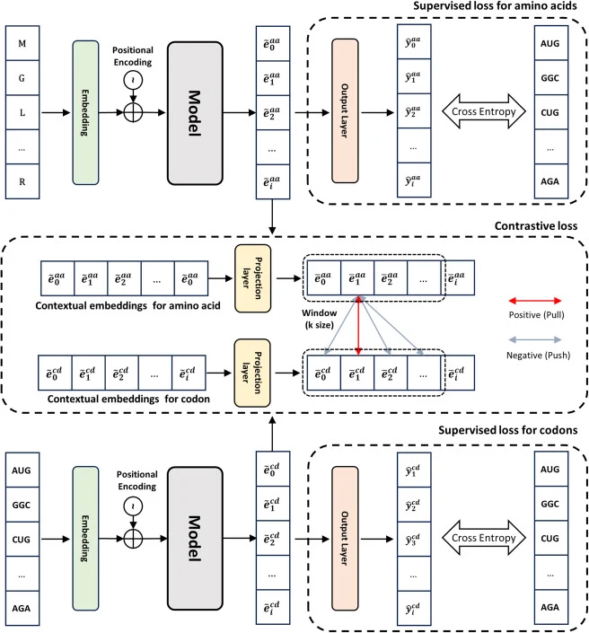 Training objectives used for COformer Schematic overview of the loss function used for COformer training, comprising supervised losses for amino acid and codon-token inputs and a local contrastive term computed between contextualized amino acid and codon representations. For long sequences, the cont