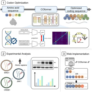 Enhancing protein expression in humans through codon optimiz