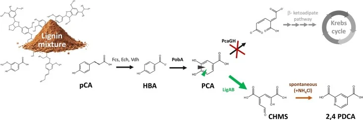 2,4 PDCA production from lignin-derived monoaromatics. Monoaromatics like p-coumaric acid (pCA) are present in some lignin mixtures. In P. putida KT2440, pCA is metabolized to 4-hydroxybenzoate (HBA) by action of Fcs, Ech, Vdh enzymes, and then to the central intermediate protocatechuate (PCA) by ac