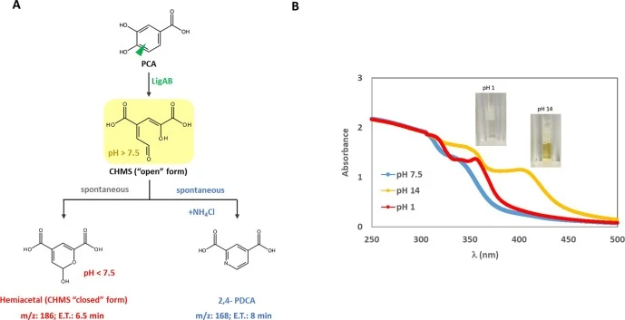 (A) Scheme of PCA 4,5-meta cleavage by LigAB and the formation of CHMS (open form, yellow compound), hemiacetal (CHMS closed form) and 2,4 PDCA. The HPLC elution time (E.T.) and MS mass/charge ratio (m/z) of CHMS and 2,4 PDCA are indicated. (B) UV–Vis spectra of the same biotransformation products a
