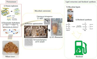 Optimized conversion of wheat straw into single cell oils by