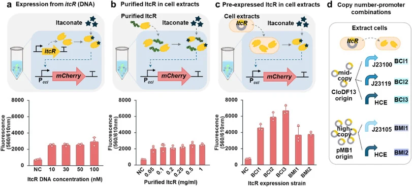 Evaluation of three ItcR expression strategies in CFSs. (a) Cell-free expression from template DNA whose concentration was varied directly within the reaction, (b) The direct addition of purified protein, which was expressed in E. coli and subsequently purified using a His-tag, and (c) The use of en
