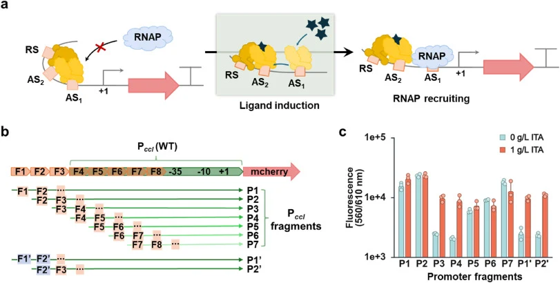 Identification of key regulatory sites in the P ccl . (a) The regulatory mechanism of LTTRs is accomplished by conformational changes in response to ligand interaction. (b) P ccl fragments (P1 to P7) were generated by sequentially deleting 10 bp fragments (F1 to F8) across the promoter region, and i