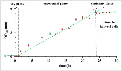 Growth curve of E. coli K12 incubated in tryptic soy broth in a shaking incubator set at 250 rpm and 37 °C. Points a and b mark the end of lack phase and of exponential growth phase, respectively. Point a is where line A (lag-phase trend) intersects line B (tangent at the maximum exponential growth
