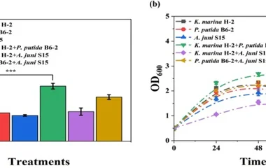 Kocuria marina与Pseudomonas putida共培养强化萘降解