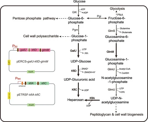 工程EcN用于从葡萄糖生物合成heparosan。Heparosan链由heparosan合酶从两种构建模块延伸:UDP-GlcA(尿苷二磷酸葡萄糖醛酸)和UDP-GlcNAc(尿苷二磷酸N-乙酰氨基葡萄糖)。Pgm,磷酸葡萄糖变位酶;GalU,葡萄糖-1-磷酸尿苷酰转移酶。