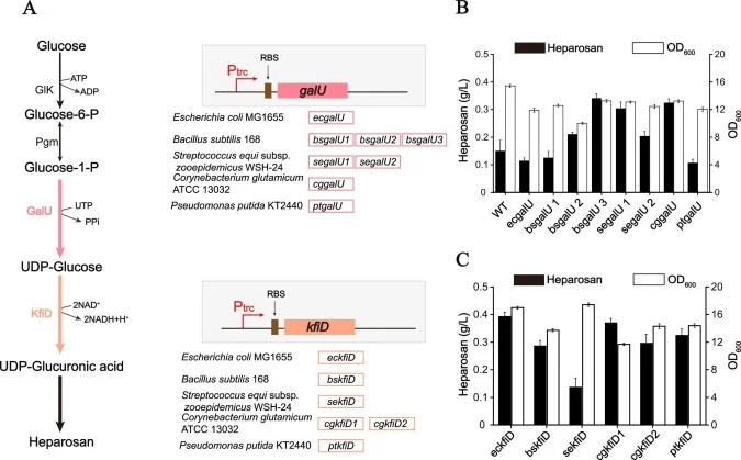 Overexpression GalU and KfiD to improve heparosan production. A: Construction of expression cassettes with GalU (glucose-1-phosphate uridylyltransferase) and KfiD (UDP‐glucose 6–dehydrogenase) from different species. B: Comparison of the activities of GalU from different species on enhancing heparos