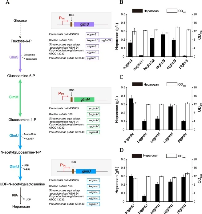 Overexpression GlmS, GlmM and GlmU to improve heparosan production. A: Construction of expression cassettes with GlmS (L-glutamine-D-fructose-6-phosphate aminotransferase), GlmM (phosphoglucosamine mutase) and GlmU (UDP-N-acetylglucosamine pyrophosphorylase/Glucosamine-1-phosphate Nacetyltransferase