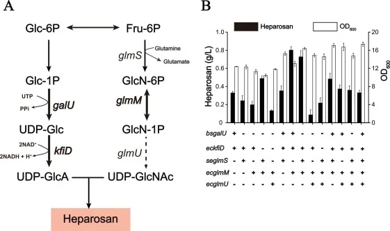 Coordinate the synthesis pathway of UDP-GlcA and UDP-GlcNAc to improve heparosan production. A: Construction of expression cassettes with EcN-galU-kfiD-glmM on plasmid pERCS. GalU (glucose-1-phosphate uridylyltransferase), KfiD (UDP‐glucose 6–dehydrogenase), GlmM (phosphoglucosamine mutase) B: Co-ex