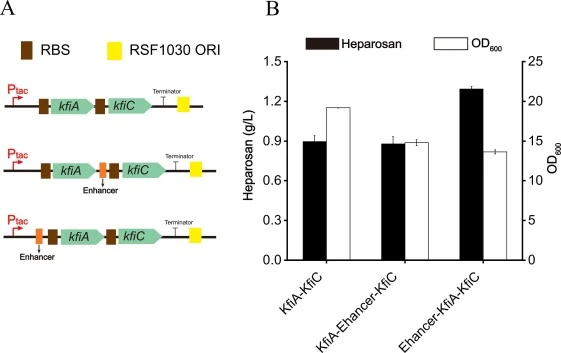 Overexpression heparosan synthase to improve heparosan production. A: Construction of expression cassettes with different heparosan synthase on plasmid pETDuet-RSF1030-tac. B: Co-expression of heparosan synthase from EcN on enhancing heparosan production. The black and white bars represent the conce