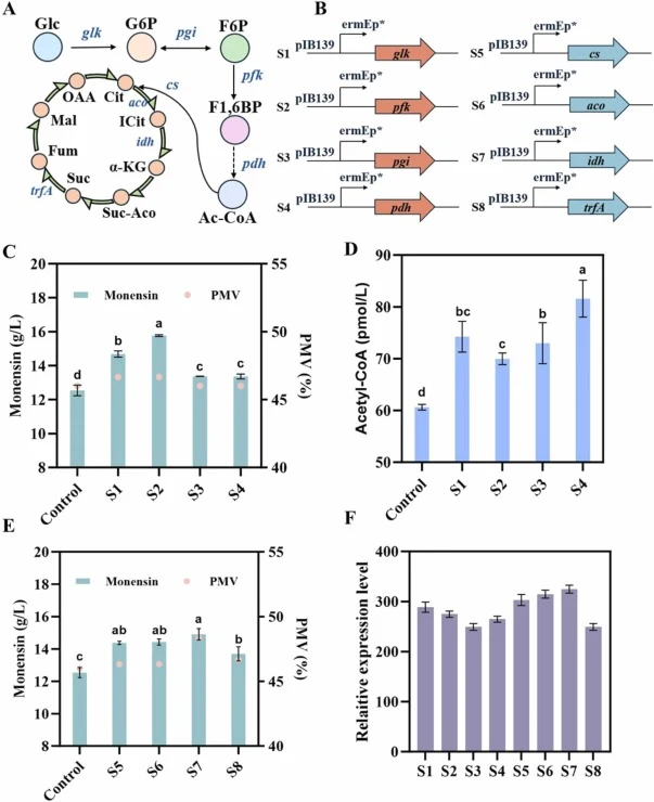 Monensin production in S. cinnamonensis was enhanced by engineering the EMP and TCA pathways. (A) S. cinnamonensis primary metabolic pathways. glk, glucokinase; pfk, phosphofructokinase; pgi, phosphoglucose isomerase; pdh, pyruvate dehydrogenase; cs, citrate synthase; idh, isocitrate dehydrogenase;