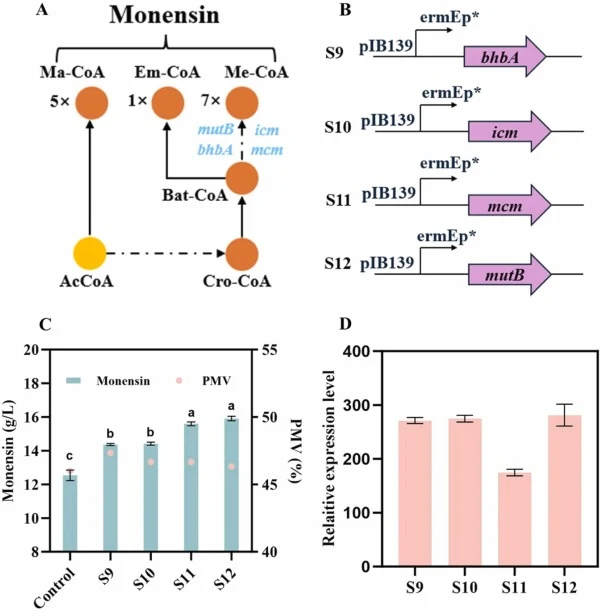 Effect of enhancing precursor supply on monensin production. (A) S. cinnamonensis precursor biosynthetic pathways. bhbA, β-hydroxybutyryl-CoA dehydratase; icm, isobutyryl-CoA mutase; mcm, methylmalonyl-CoA mutase; mutB, methylmalonyl-CoA mutase subunit β. (B) Plasmid construction diagram. (C) Monens