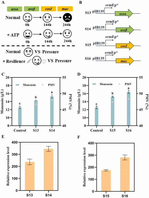 Engineering ATP supply and stress resistance to improve monensin production. (A) S. cinnamonensis ATP synthesis (assα, assβ(green)) and stress resistance-related genes (coxI, mac(yellow)) in monensin biosynthesis. (B) Plasmid construction diagram. (C) Monensin titer and PMV of strains overexpressing