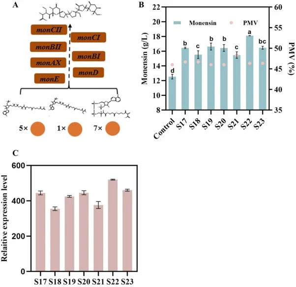 Overexpression of genes within the monensin biosynthetic gene cluster (BGC). (A) S. cinnamonensis monensin biosynthetic gene cluster key gene. (B) Monensin titer and PMV of strains overexpressing individual BGC genes. (S17-S23). (C) Relative expression levels of the overexpressed BGC genes in strain