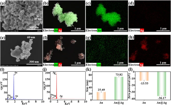 Characterization of Au and Au@Ag NPs. SEM (a, e), EDS (b-d, f-j), and DLS (k-l) characterizations of the nanoparticles. Au NPs are in (a-d) and (i); Au@Ag NPs are in (e-h) and (j).